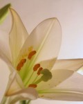lily